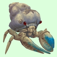 Blue & White Hermit Crab w/ Barnacled Shell