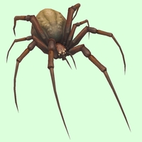 Brown Spider