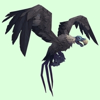 Blue-Grey Vulture