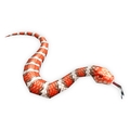 Coral Snake