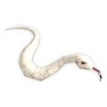 Albino Snake