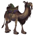 Brown Riding Camel