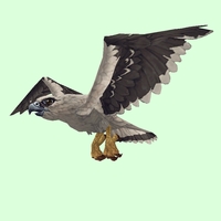 Black-Winged White Hawk