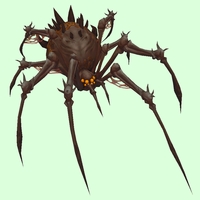 Dark Brown Bone Spider