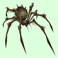Grey Bone Spider