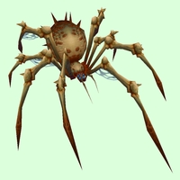 Classic Rusty-Buff Bone Spider