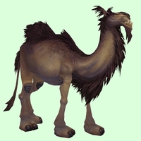 Brown Camel