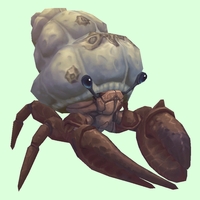 Brown Hermit Crab w/ Barnacled Shell