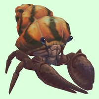 Brown Hermit Crab w/ Orange & Black Shell