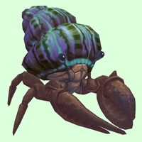 Brown Hermit Crab w/ Purple & Green Shell