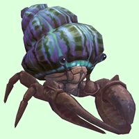 Brown Hermit Crab w/ Purple & Green Shell