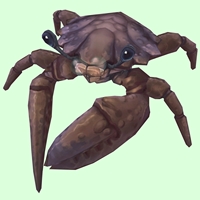 Brown Crab