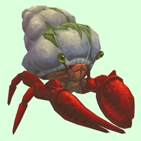 Red Hermit Crab w/ Algal Shell