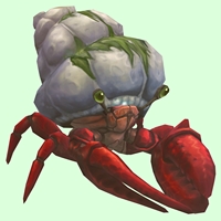 Red Hermit Crab w/ Algal Shell