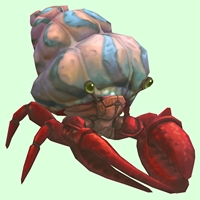 Red Hermit Crab w/ Pale Orange & Blue Shell