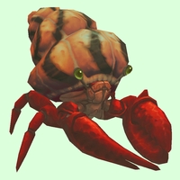 Red Hermit Crab w/ Orange Shell