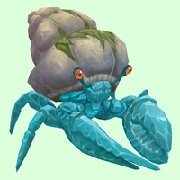 Diamond Hermit Crab w/ Algal Shell