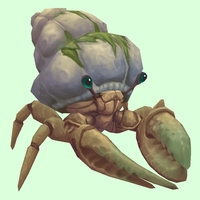 Ivory Hermit Crab w/ Algal Shell
