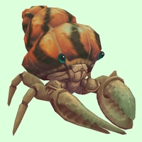Ivory Hermit Crab w/ Orange Shell