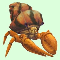 Orange Hermit Crab w/ Orange & Black Shell