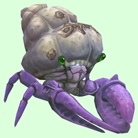 Purple Hermit Crab w/ Barnacled Shell