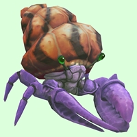 Purple Hermit Crab w/ Orange & Black Shell