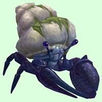 Indigo Hermit Crab w/ Algal Shell