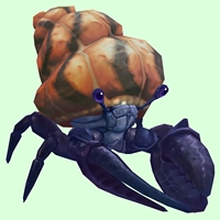 Indigo Hermit Crab w/ Orange & Black Shell