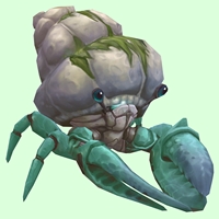 Teal Hermit Crab w/ Algal Shell