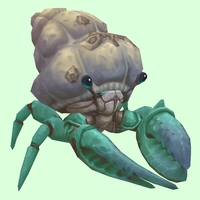 Teal Hermit Crab w/ Barnacled Shell