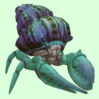 Teal Hermit Crab w/ Purple & Green Shell