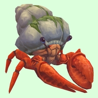 Vermilion Hermit Crab w/ Algal Shell