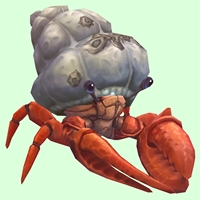 Vermilion Hermit Crab w/ Barnacled Shell