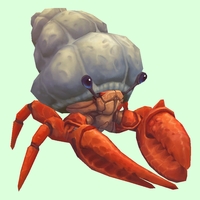 Vermilion Hermit Crab