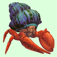 Vermilion Hermit Crab w/ Purple & Green Shell