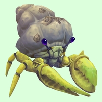 Yellow Hermit Crab w/ Barnacled Shell
