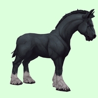 Black Horse w/ White Socks & Short Mane/Tail