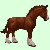 Chestnut Horse