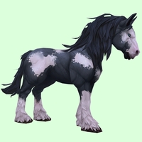 Piebald Horse w/ Long Mane