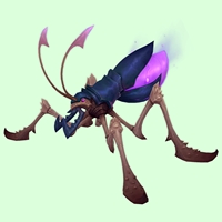 Black & Purple Lapbug