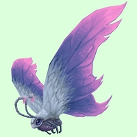 Purple-Pink Glimmerfly