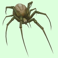 Grey-Brown Spider
