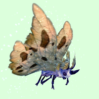 Indigo-Blue Moth w/ Beige Wings