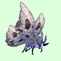 Indigo-Blue Moth w/ Grey Wings