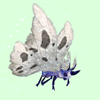 Indigo-Blue Moth w/ White Wings