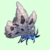Cyan-Blue Moth w/ Grey Wings
