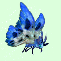 Cyan-Blue & White Moth