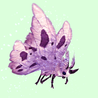 Pink Moth