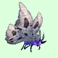 Purple Moth w/ Grey Wings
