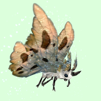 White Moth w/ Beige Wings